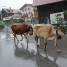 Alpabtrieb 2017 _29_.JPG