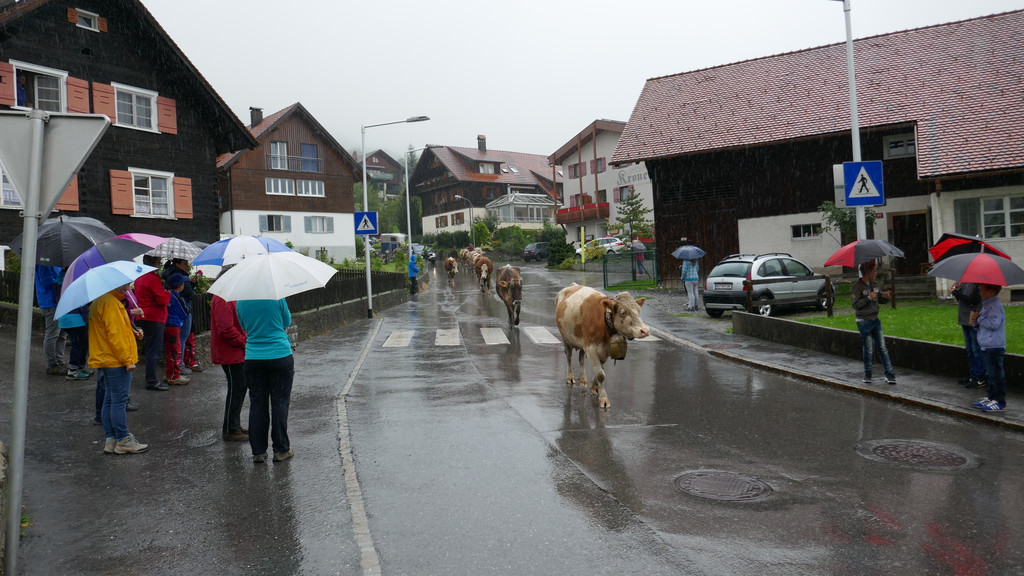 Alpabtrieb 2017 _30_.JPG