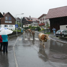 Alpabtrieb 2017 _30_.JPG