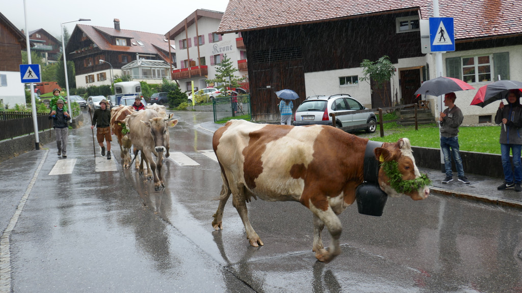 Alpabtrieb 2017 _31_.JPG