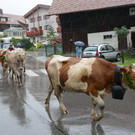 Alpabtrieb 2017 _31_.JPG