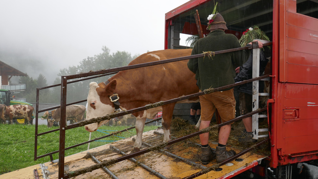 Alpabtrieb 2017 _35_.JPG