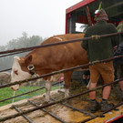 Alpabtrieb 2017 _35_.JPG