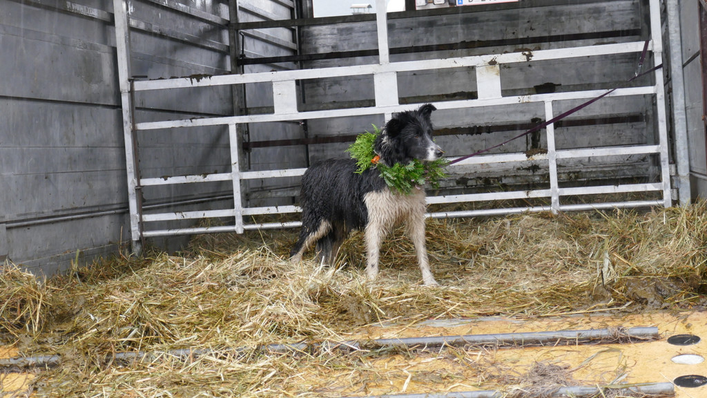 Alpabtrieb 2017 _38_.JPG