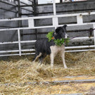 Alpabtrieb 2017 _38_.JPG