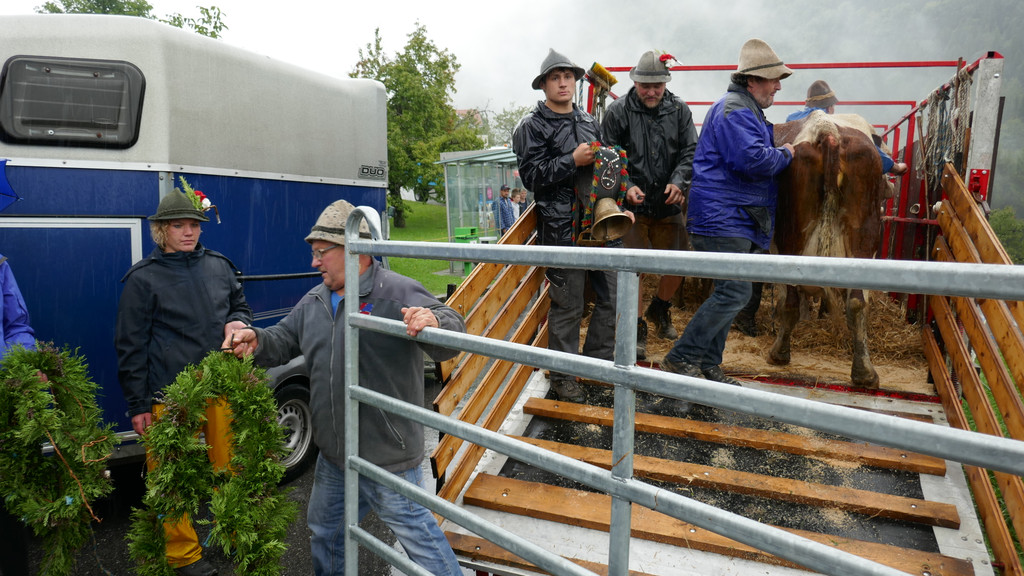 Alpabtrieb 2017 _41_.JPG