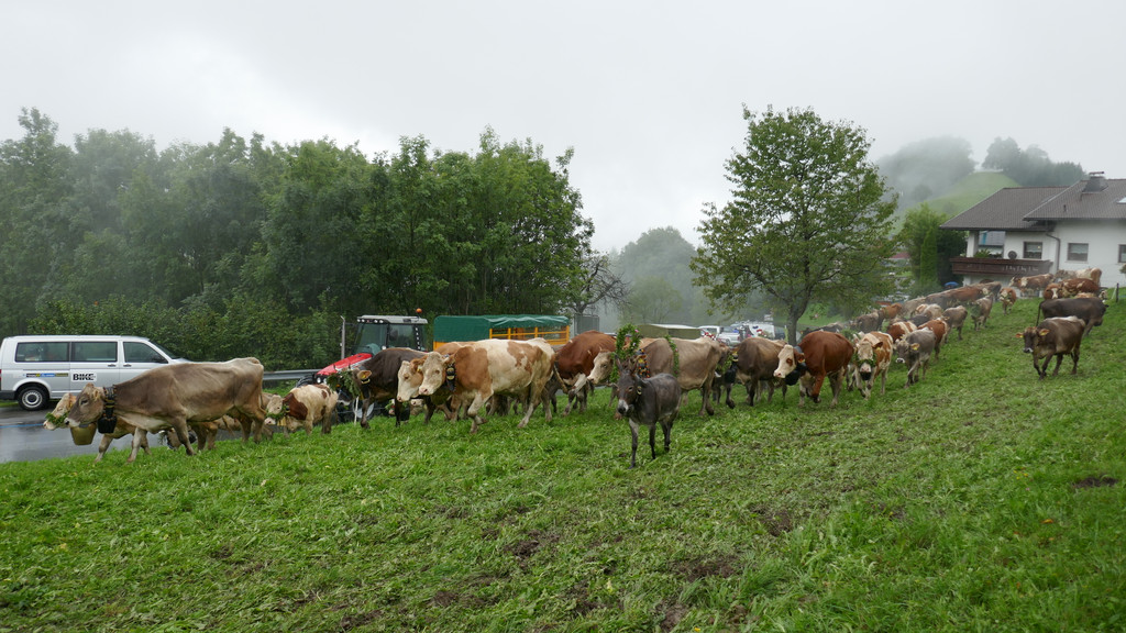 Alpabtrieb 2017 _43_.JPG