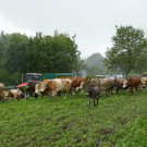 Alpabtrieb 2017 _43_.JPG