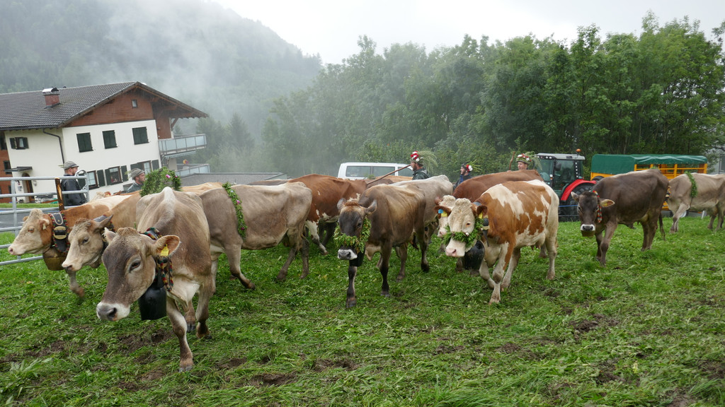 Alpabtrieb 2017 _44_.JPG