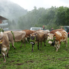 Alpabtrieb 2017 _44_.JPG