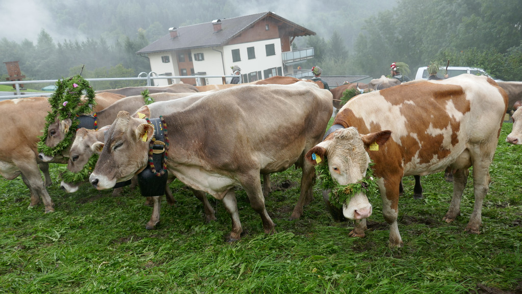 Alpabtrieb 2017 _45_.JPG