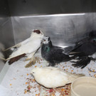Zuchttauben auf Bundesstraße ausgesetzt: Die geretteten Vögel
