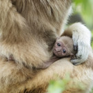 Weißhandgibbon-Nachwuchs in Schönbrunn