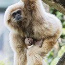 PA_Gibbon2.jpg