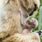 PA_Gibbon3.jpg