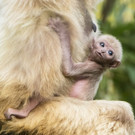 PA_Gibbon4.jpg