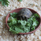 Gerettet: 100 Schildkröten aus Kroatien landen beim Wiener Tierschutzverein