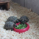 Schildkroeten_2.jpg