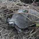 Schildkroeten_4.jpg