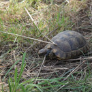 Schildkroeten_5.jpg