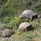 Schildkroeten_6.jpg