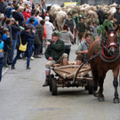 Alptag Mellau 38_1.jpg