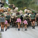 Alptag Mellau 6_1.jpg