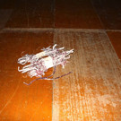 IMG_2288.jpg