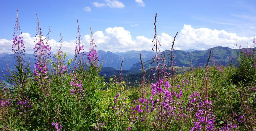 DSC07099.JPG
