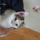 kleine Katze