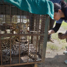 Leopard dringt in Familienhaus ein