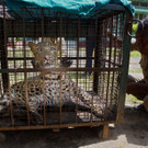 APTOPIX_India_Leopard_30654.jpg