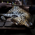 India_Leopard_44572.jpg