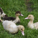 Flugentenfamilie
