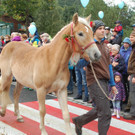 DSC_0050_JPG-1505570694.jpg