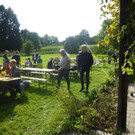 Sonnenblumenprämierung des OGV Lustenau