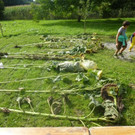 Sonnenblumenprämierung OGV Lustenau