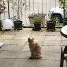 hellroter Kater
