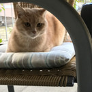 zugelaufener Kater