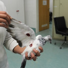 Angeschossene Taube landet beim WTV: Projektil im Flügel