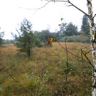 Naturjuwel Wengermoor