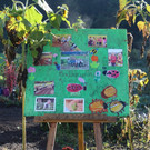 Garten_Bezau1.jpg