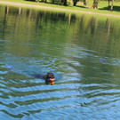 Hundebadetag im Naturbad Untere Au