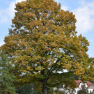 DSC_0619.JPG