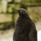 Nachwuchs bei den Königspinguinen im Tiergarten Schönbrunn: Bilder des Kükens