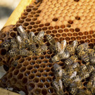Bienen am Dach des Wiener Donau Zentrums produzieren eigenen Honig