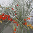 IMG_9241.JPG