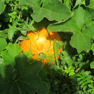 IMG_8998.JPG