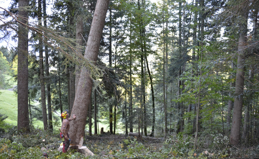 _DSC7662_1_.jpg