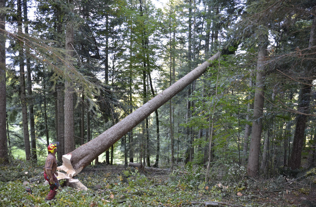 _DSC7663_1_.jpg